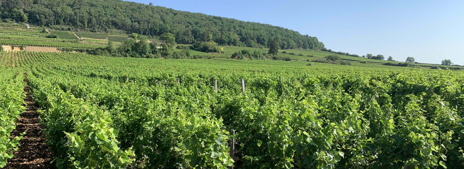 Burgundy Producers En Primeur 2021